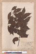 Litsea communis Hemsl.