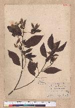 Litsea communis Hemsl.