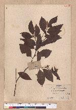 Litsea communis Hemsl.