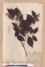 Litsea communis Hemsl.