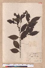 Litsea communis Hemsl.