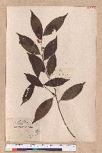 Litsea communis Hemsl.