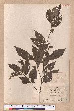 Litsea communis Hemsl.
