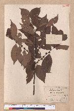 Litsea communis Hemsl.