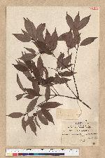 Neolitsea acuminatissima (Hayata) Kanehira et Sasaki 高山新木薑子