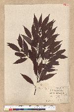 Neolitsea acuminatissima (Hayata) Kanehira et Sasaki 高山新木薑子