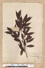 Neolitsea acuminatissima (Hayata) Kanehira et Sasaki 高山新木薑子