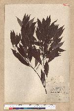 Neolitsea acuminatissima (Hayata) Kanehira et Sasaki 高山新木薑子