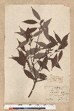 Neolitsea acuminatissima (Hayata) Kanehira et Sasaki 高山新木薑子
