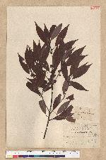 Neolitsea acuminatissima (Hayata) Kanehira et Sasaki 高山新木薑子