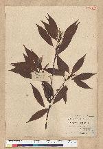 Neolitsea acuminatissima (Hayata) Kanehira et Sasaki 高山新木薑子