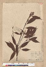 Neolitsea acuminatissima (Hayata) Kanehira et Sasaki 高山新木薑子