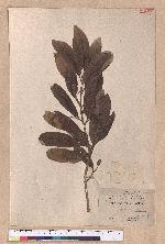 Cryptocarya konishii Hayata