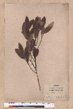 Cryptocarya konishii Hayata