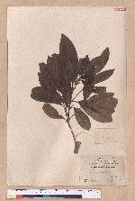 Cryptocarya konishii Hayata