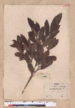 Cryptocarya konishii Hayata
