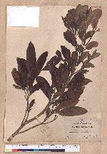Cryptocarya konishii Hayata