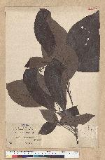 Phoebe formosana (Hayata) Hayata 臺灣雅楠