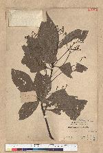 Phoebe formosana (Hayata) Hayata 臺灣雅楠