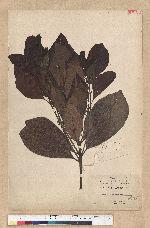 Phoebe formosana (Hayata) Hayata 臺灣雅楠