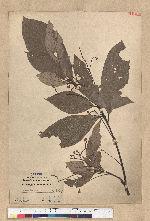 Phoebe formosana (Hayata) Hayata 臺灣雅楠