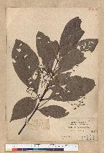 Phoebe formosana (Hayata) Hayata 臺灣雅楠
