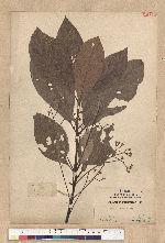 Phoebe formosana (Hayata) Hayata 臺灣雅楠