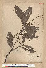 Phoebe formosana (Hayata) Hayata 臺灣雅楠