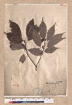 Quercus glauca Thunb. ex Murray 青剛櫟