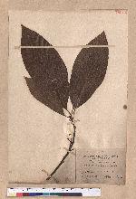 Lindera sp.