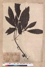 Lindera sp.