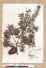 Pseudotsuga wilsoniana Hayata 臺灣黃杉(威氏帝杉)