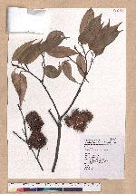 Castanopsis kawakamii Hayata 大葉苦櫧