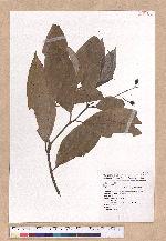Cinnamomum austrosinense H. T. Chang 牡丹葉肉桂