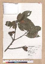 Pasania synbalanos (Hance) Schottky 菱果石櫟