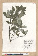 Neolitsea buisanensis Yamamoto & Kamikoti 武威山新木薑子