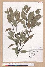 Castanopsis carlesii (Hemsl.) Hayata 長尾栲