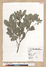 Machilus obovatifolia (Hayata) Kanehira & Sasaki 倒卵葉楠