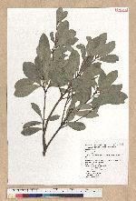 Machilus obovatifolia (Hayata) Kanehira & Sasaki 倒卵葉楠