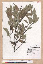 Castanopsis carlesii (Hemsl.) Hayata 長尾栲