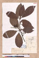 Actinodaphne pilosa (Lour.) Merr. 毛樟