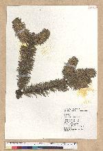Abies kawakamii (Hayata) Ito 臺灣冷杉