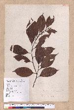 Cryptocarya chinensis (Hance) Hemsl. 厚殼桂