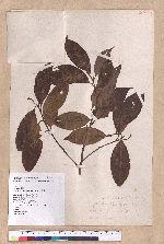 Cryptocarya chinensis (Hance) Hemsl. 厚殼桂