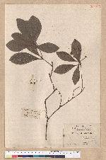 Machilus obovatifolia (Hayata) Kanehira & Sasaki 倒卵葉楠