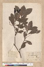 Machilus obovatifolia (Hayata) Kanehira & Sasaki 倒卵葉楠