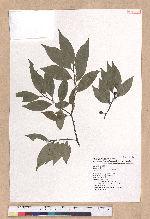 Lindera communis Hemsl. 香葉樹