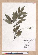Lindera communis Hemsl. 香葉樹