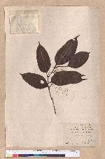 Cryptocarya chinensis (Hance) Hemsl. 厚殼桂