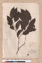 Cryptocarya chinensis (Hance) Hemsl. 厚殼桂